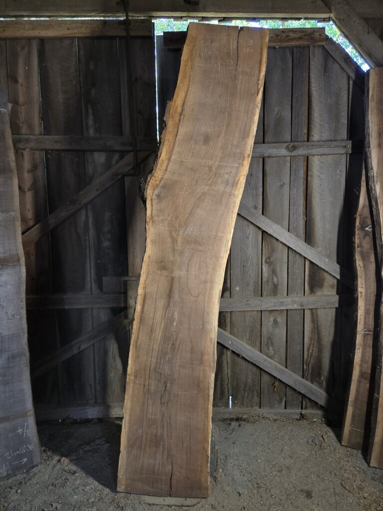 Black Walnut (Juglans nigra) – TEST-WAL