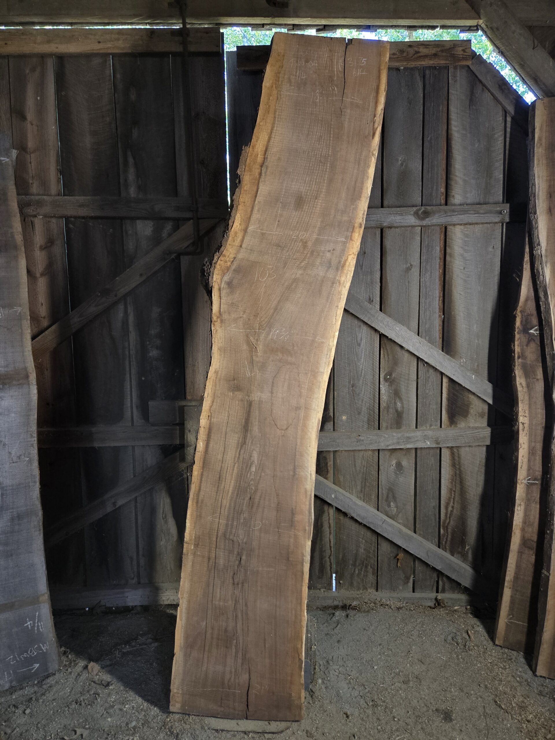 Black Walnut (Juglans nigra) – TEST-WAL